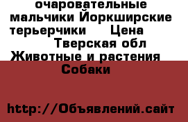 очаровательные мальчики Йоркширские терьерчики.  › Цена ­ 10 000 - Тверская обл. Животные и растения » Собаки   